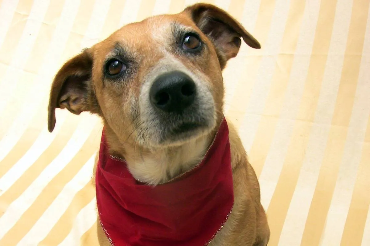 170696118965be2925a8a7d 1706961189 3x2 Xl