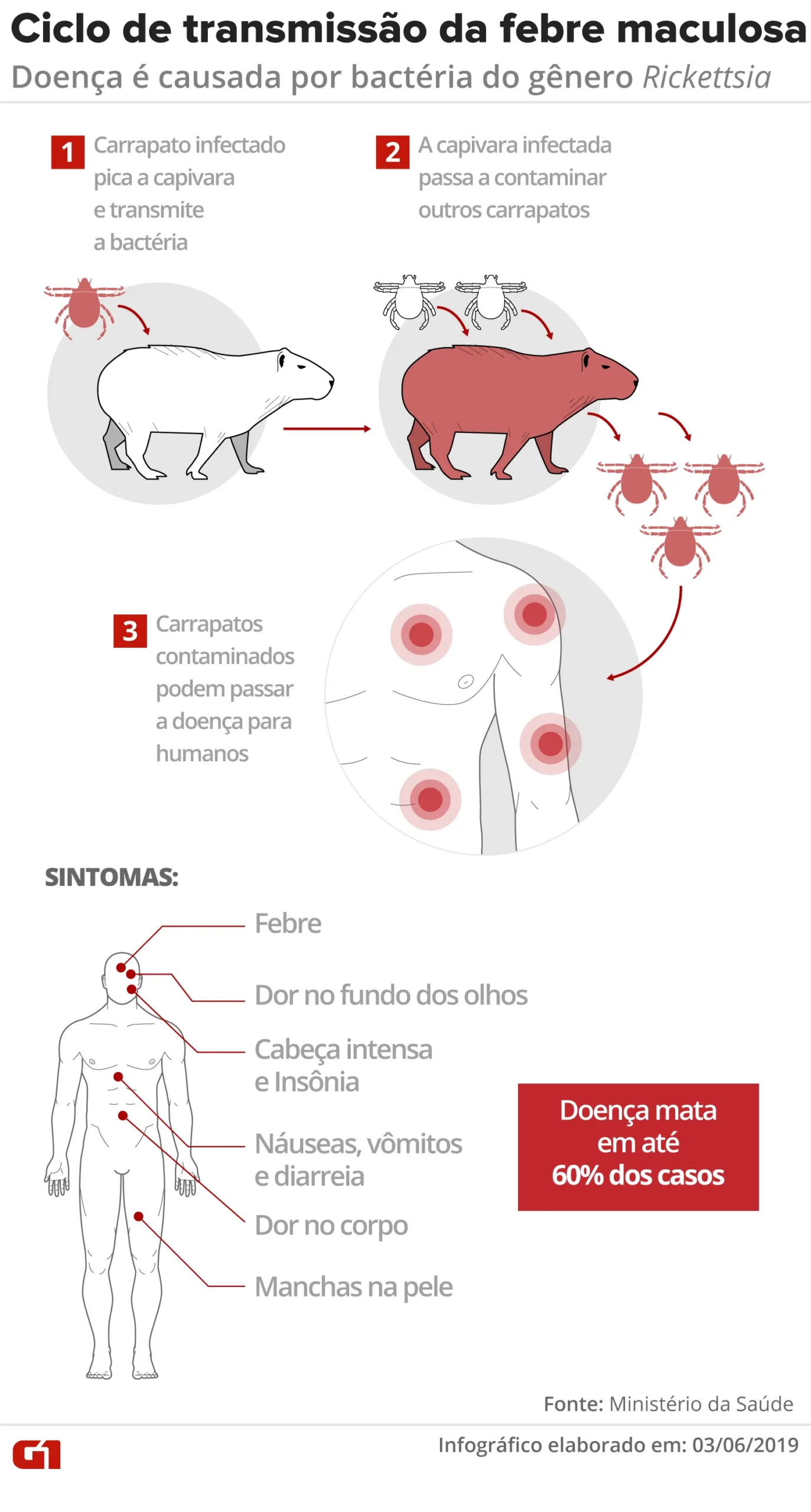 Febre Maculosa V2 Scaled