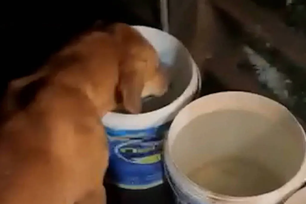 1770145449698246a924165 1770145449 3x2 Lg